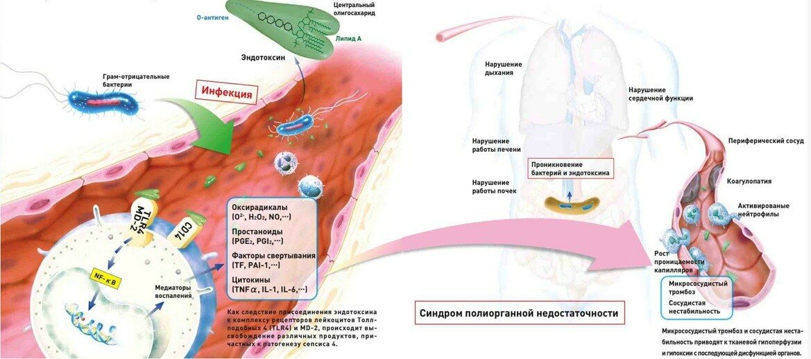 Эндотоксины сальмонелл